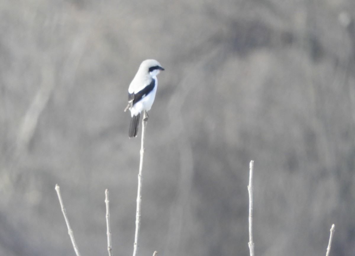 Great Gray Shrike - ML304169611