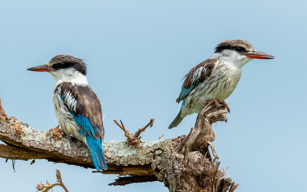 Striped Kingfisher - ML304169671