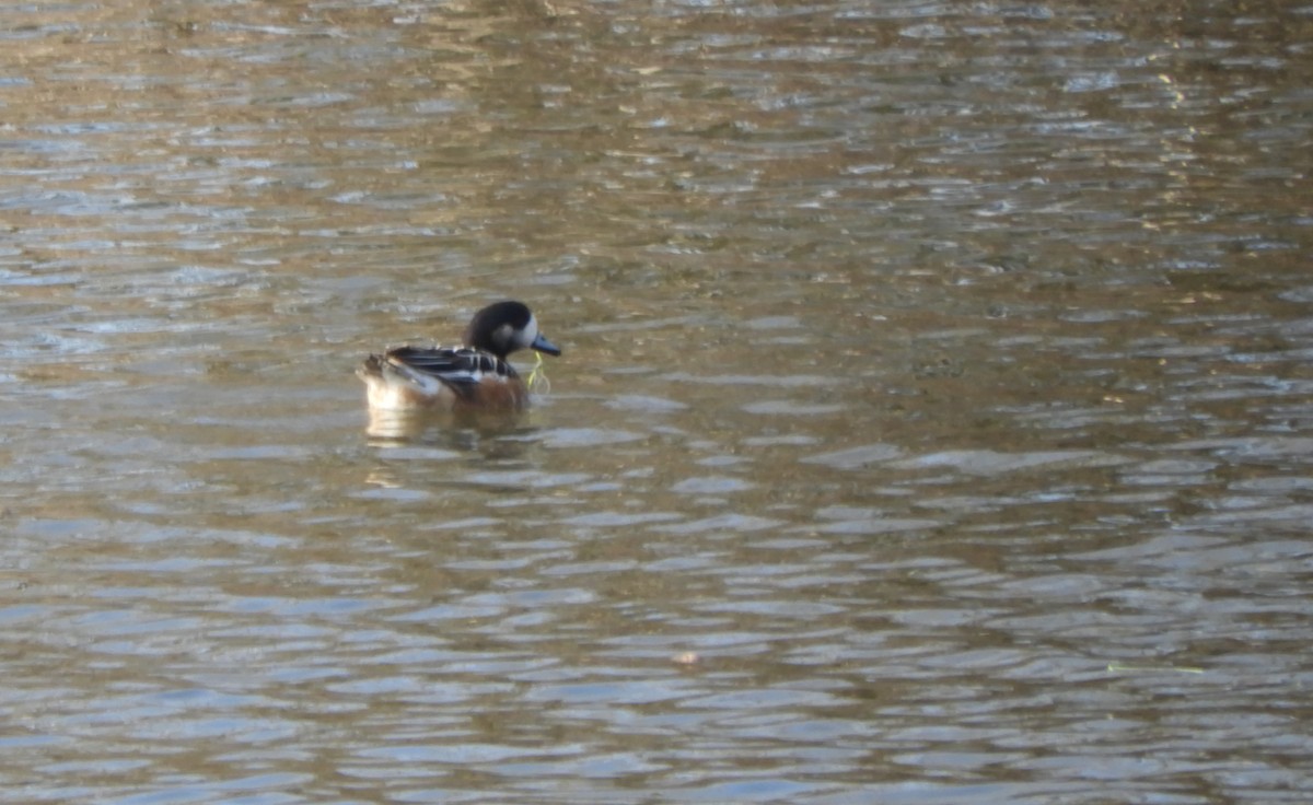 Chiloe Wigeon - ML304169941