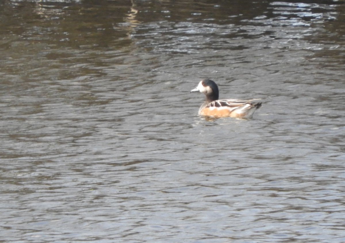 Chiloe Wigeon - ML304169971