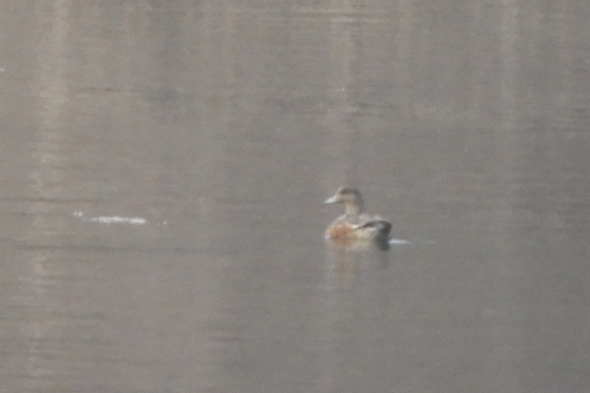 Eurasian Wigeon - Miroslav Mareš