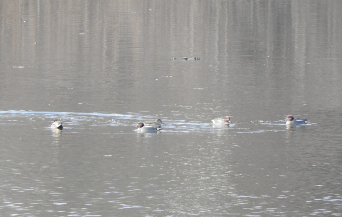 Green-winged Teal - ML304170141