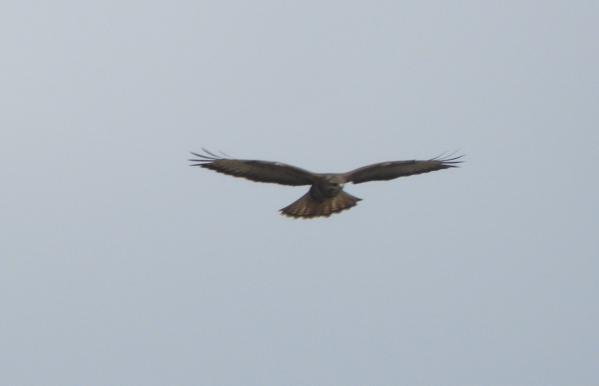 Common Buzzard - Miroslav Mareš