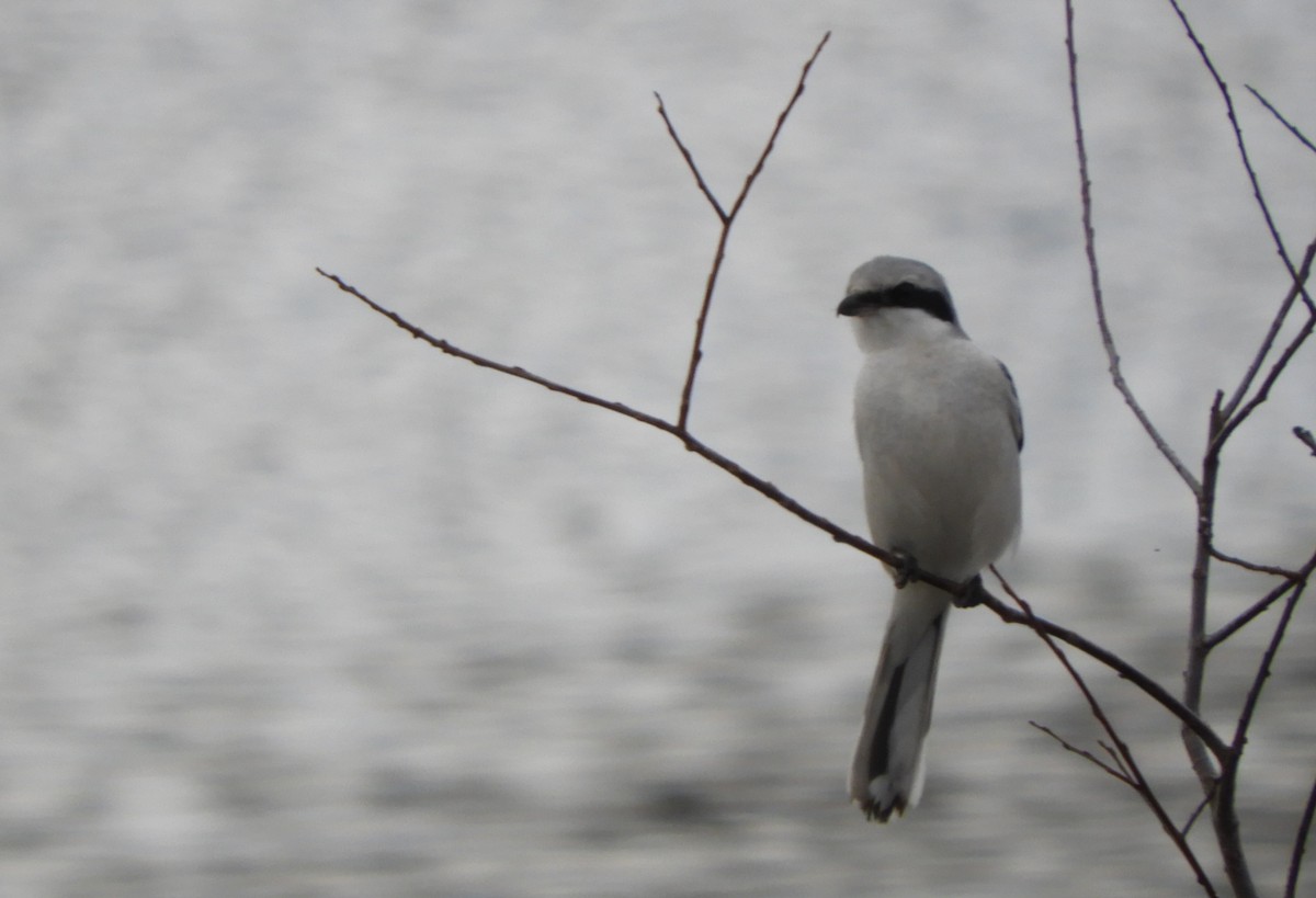 Great Gray Shrike - ML304170361