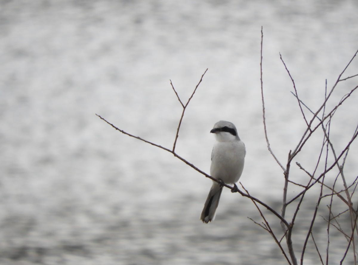 Great Gray Shrike - ML304170391