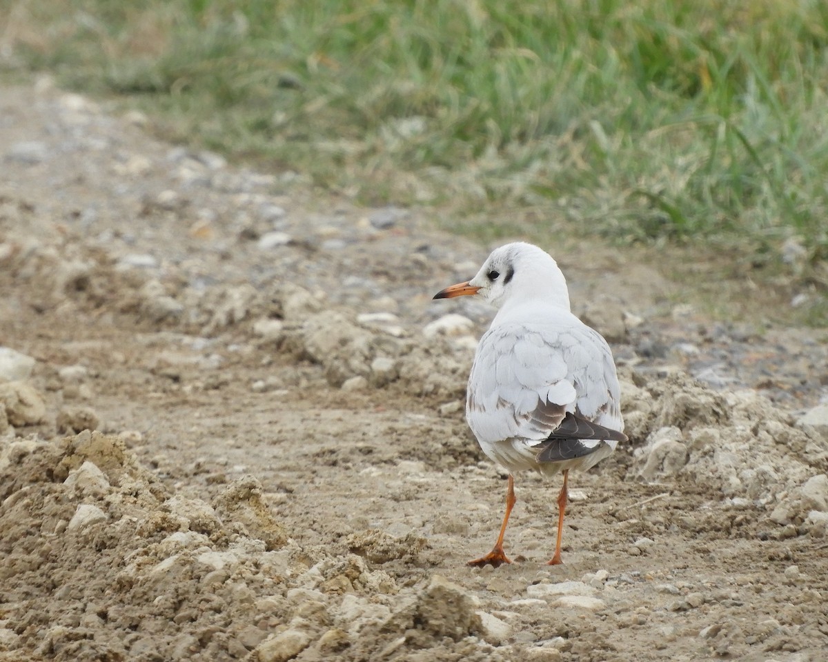 Mouette rieuse - ML304170411