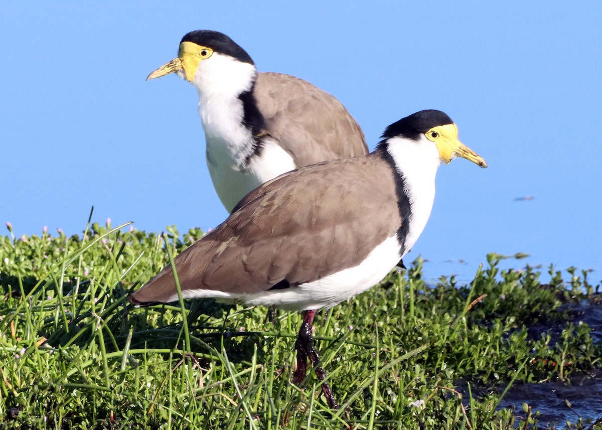 Masked Lapwing - Homer Ford