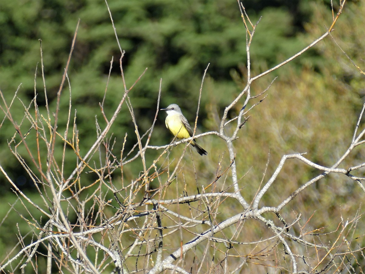 Tropical Kingbird - ML304172321