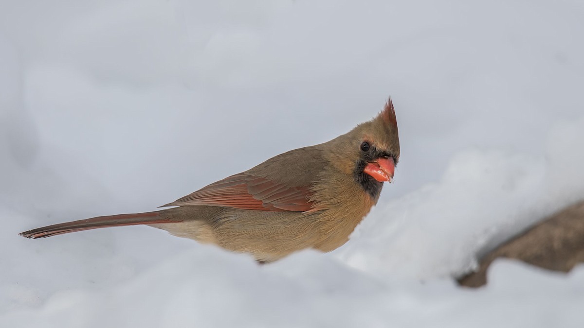 Northern Cardinal - Rémi Lemieux