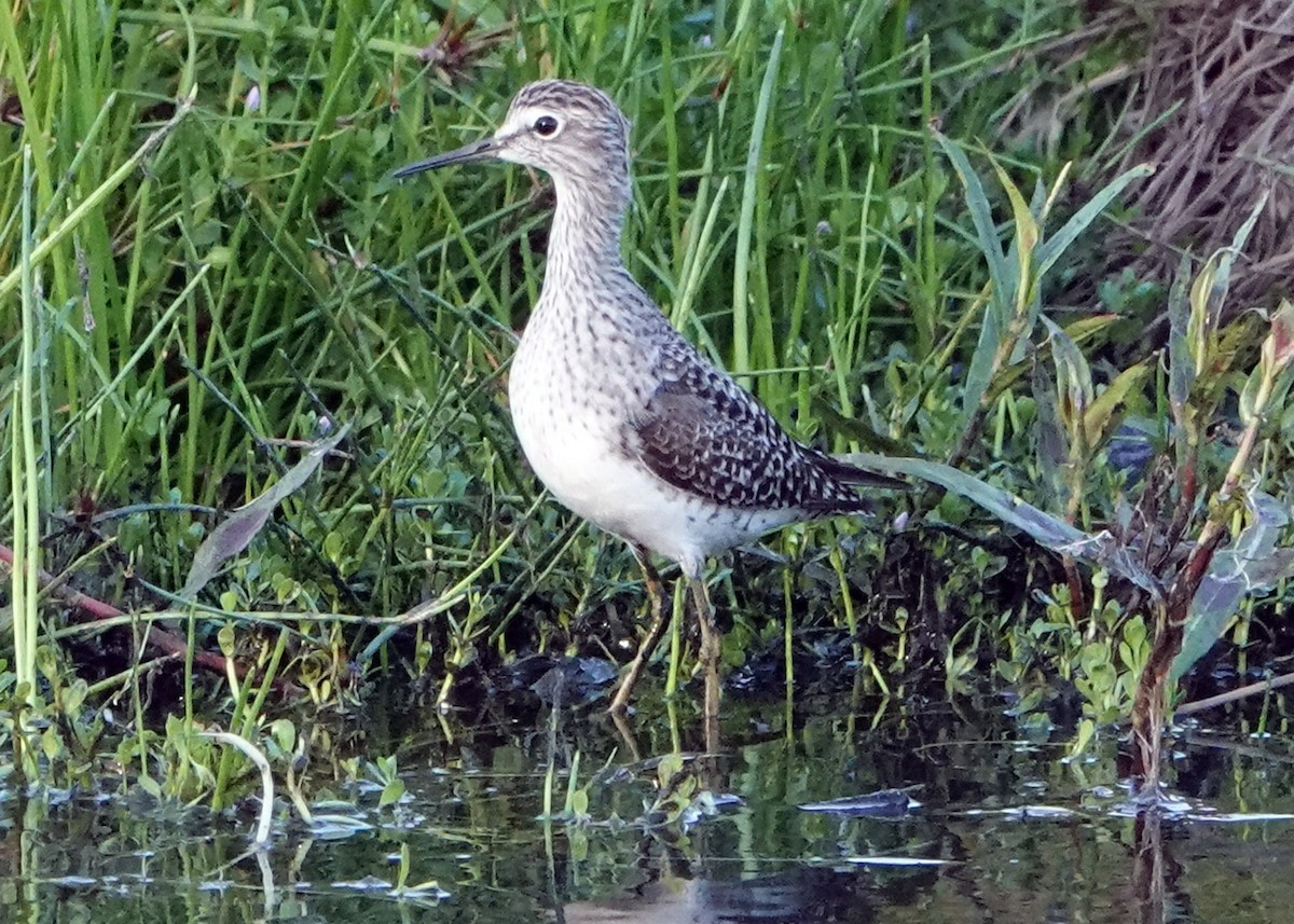 Wood Sandpiper - ML304172691