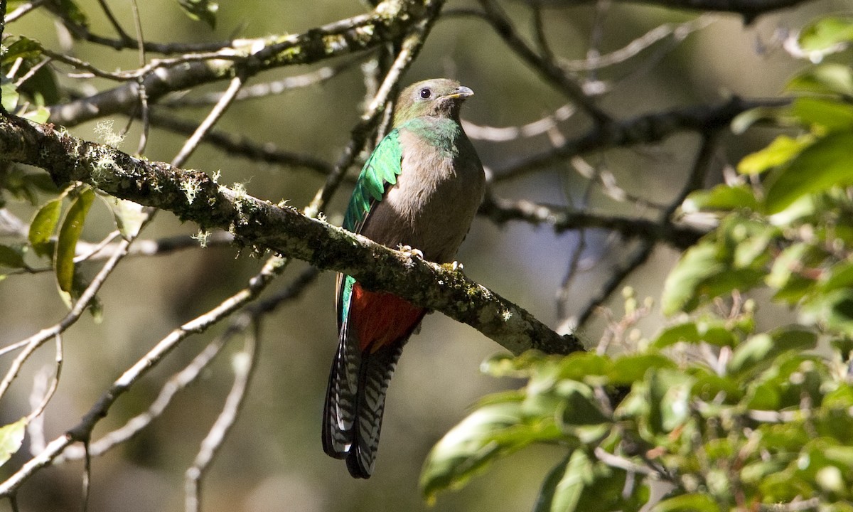 Resplendent Quetzal (Costa Rican) - ML30417281