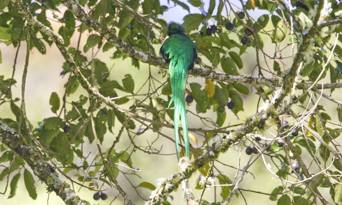 Muhteşem Ketzal (costaricensis) - ML30417291