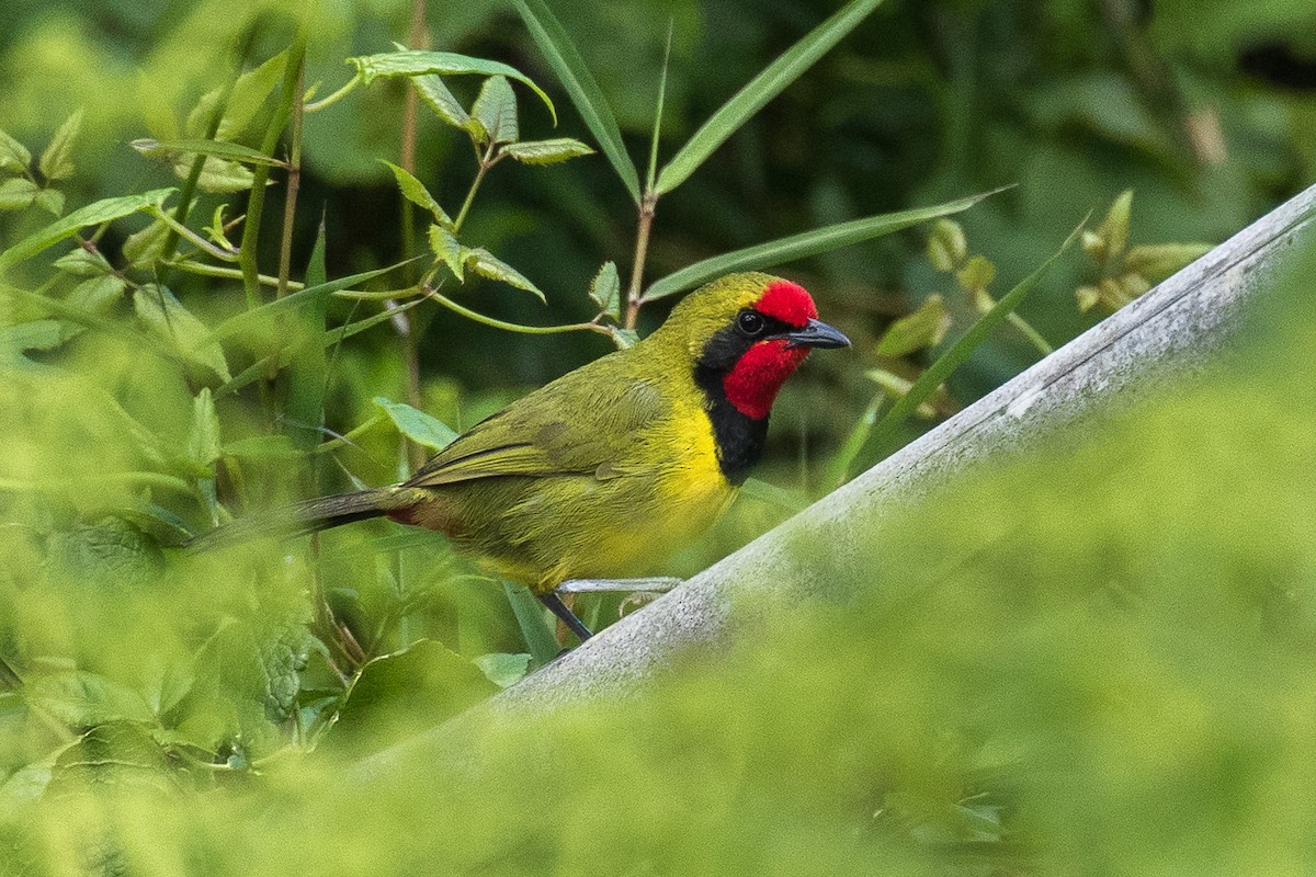 Doherty's Bushshrike - ML304172911