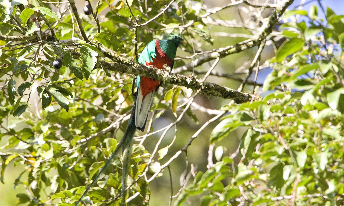 Muhteşem Ketzal (costaricensis) - ML30417301