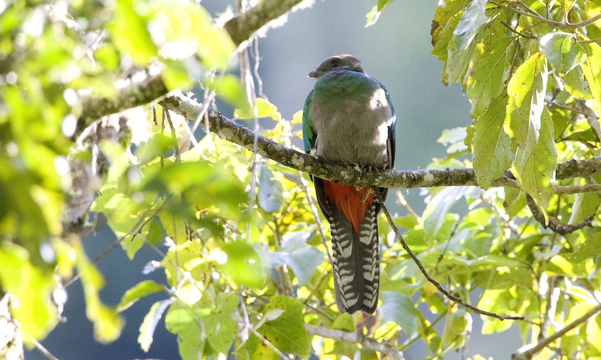 Resplendent Quetzal (Costa Rican) - ML30417311