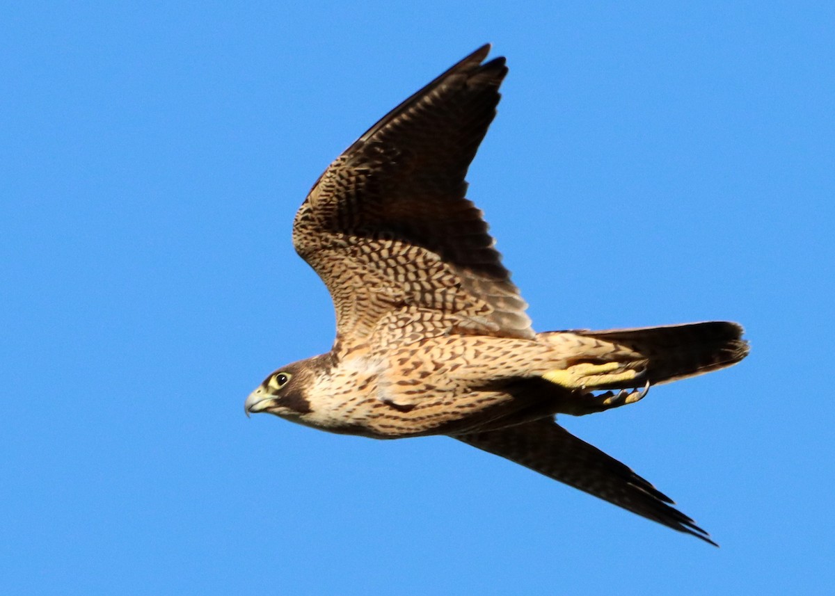 Peregrine Falcon - Homer Ford