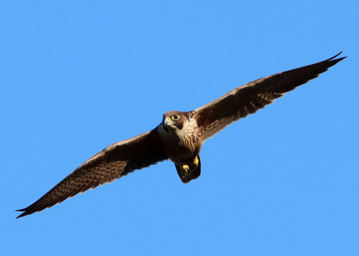 Peregrine Falcon - Homer Ford