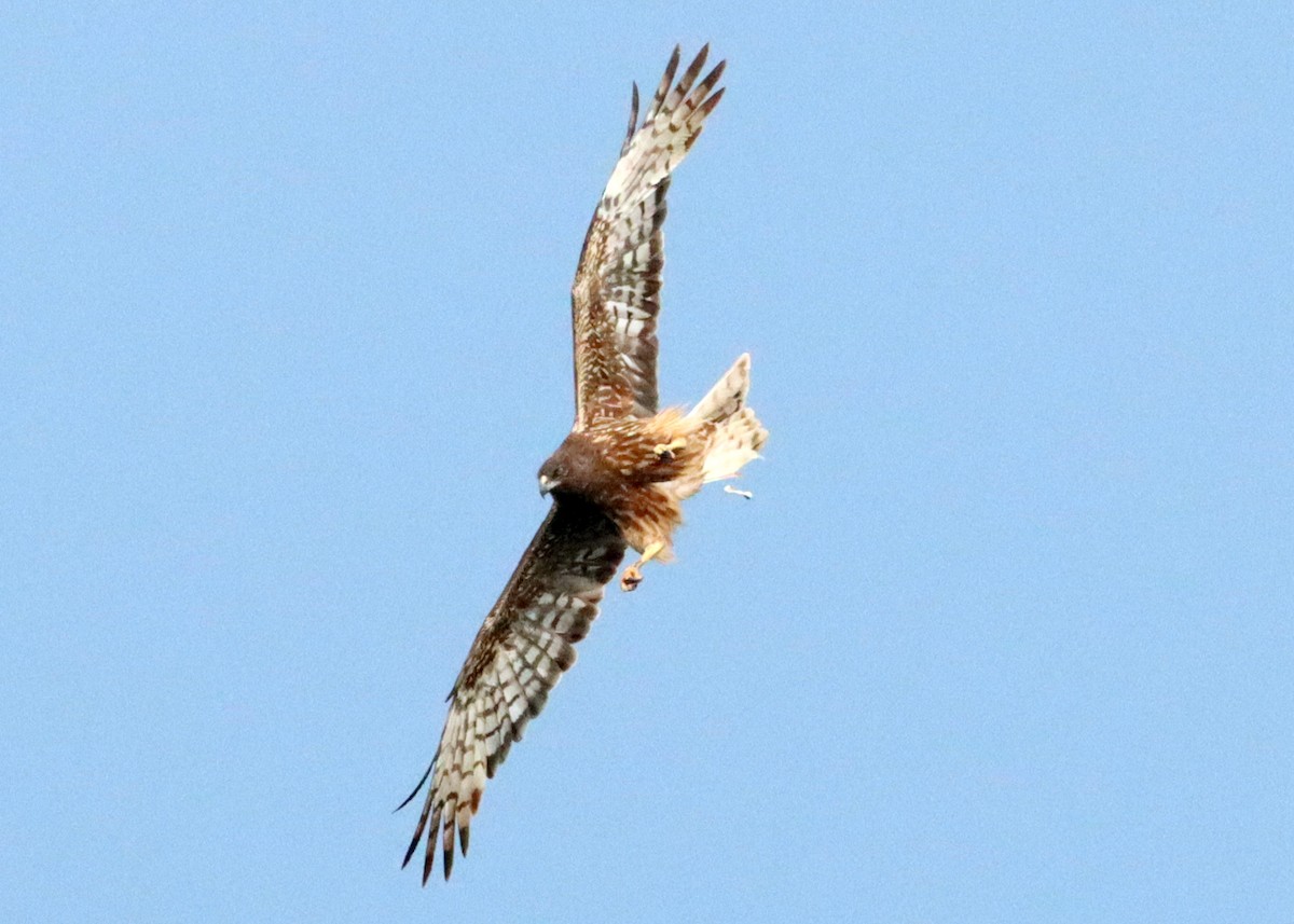 Swamp Harrier - ML304173461