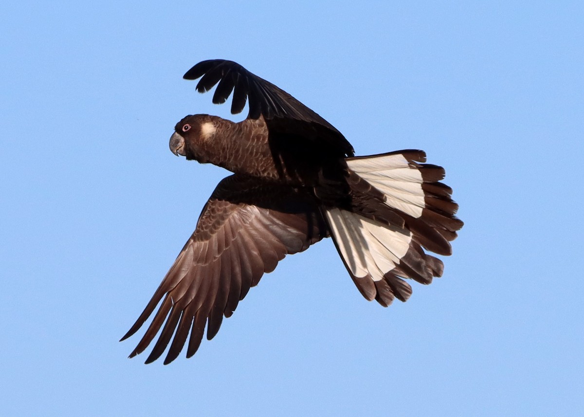 Carnaby's Black-Cockatoo - ML304173661