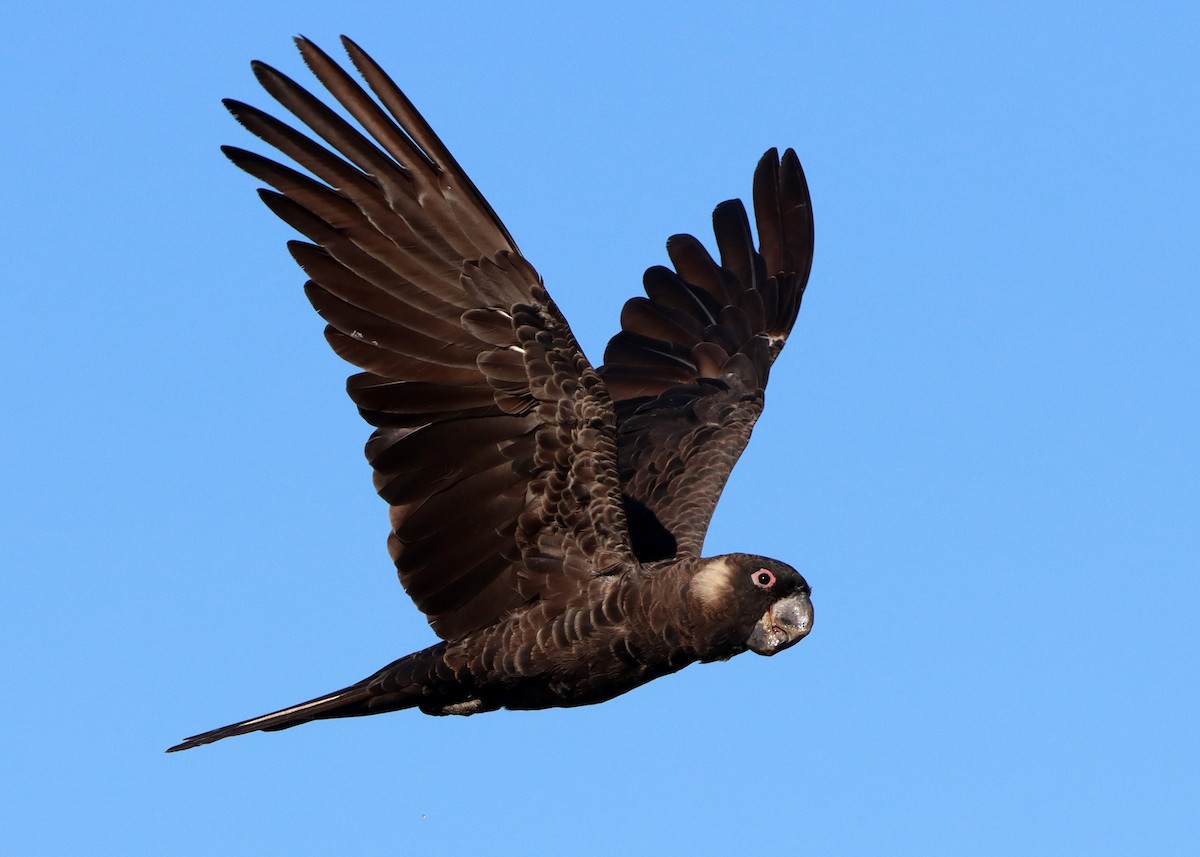 Carnaby's Black-Cockatoo - ML304173671