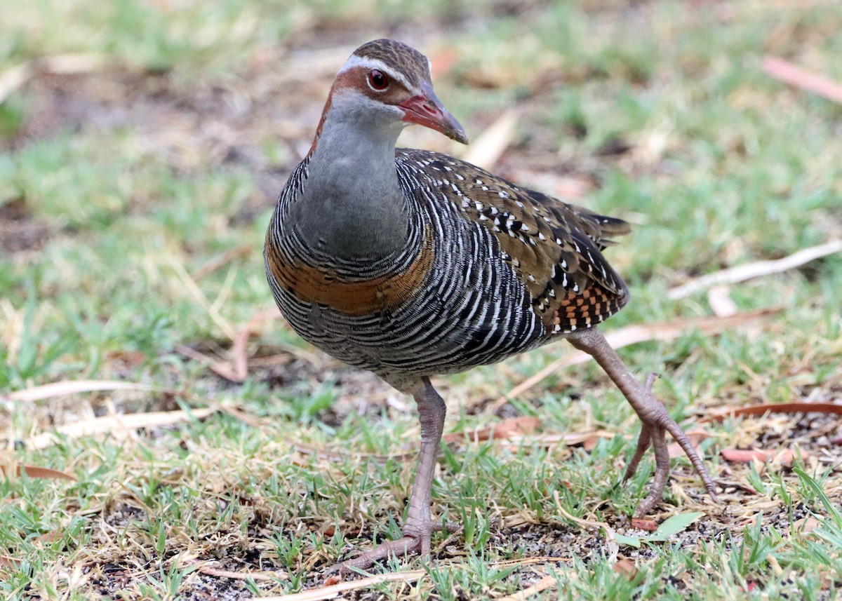 Buff-banded Rail - ML304174041