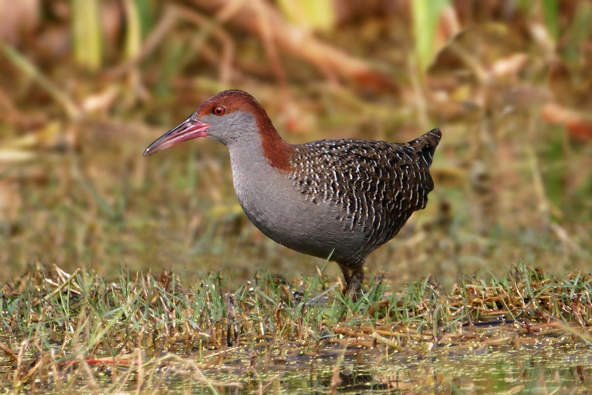 Slaty-breasted Rail - ML304174841