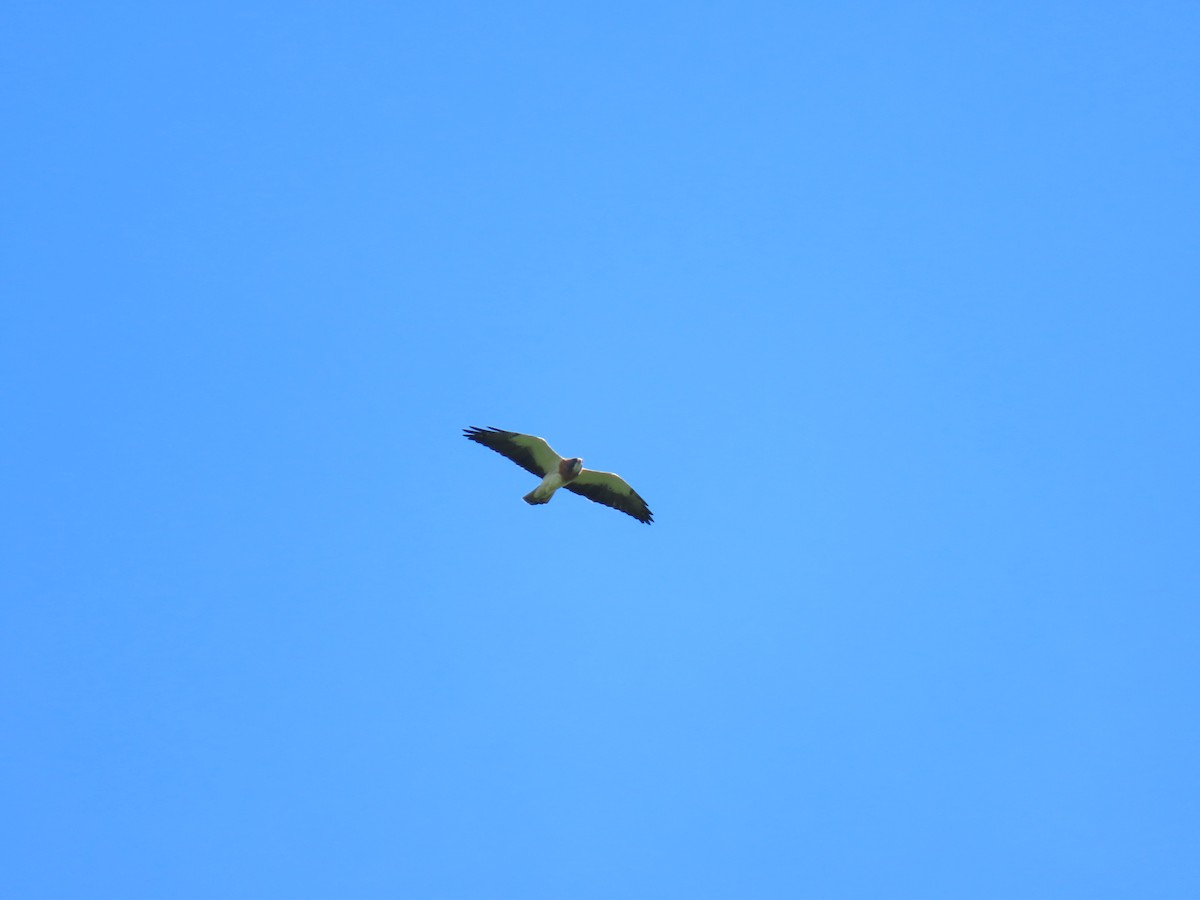 Swainson's Hawk - ML304175231