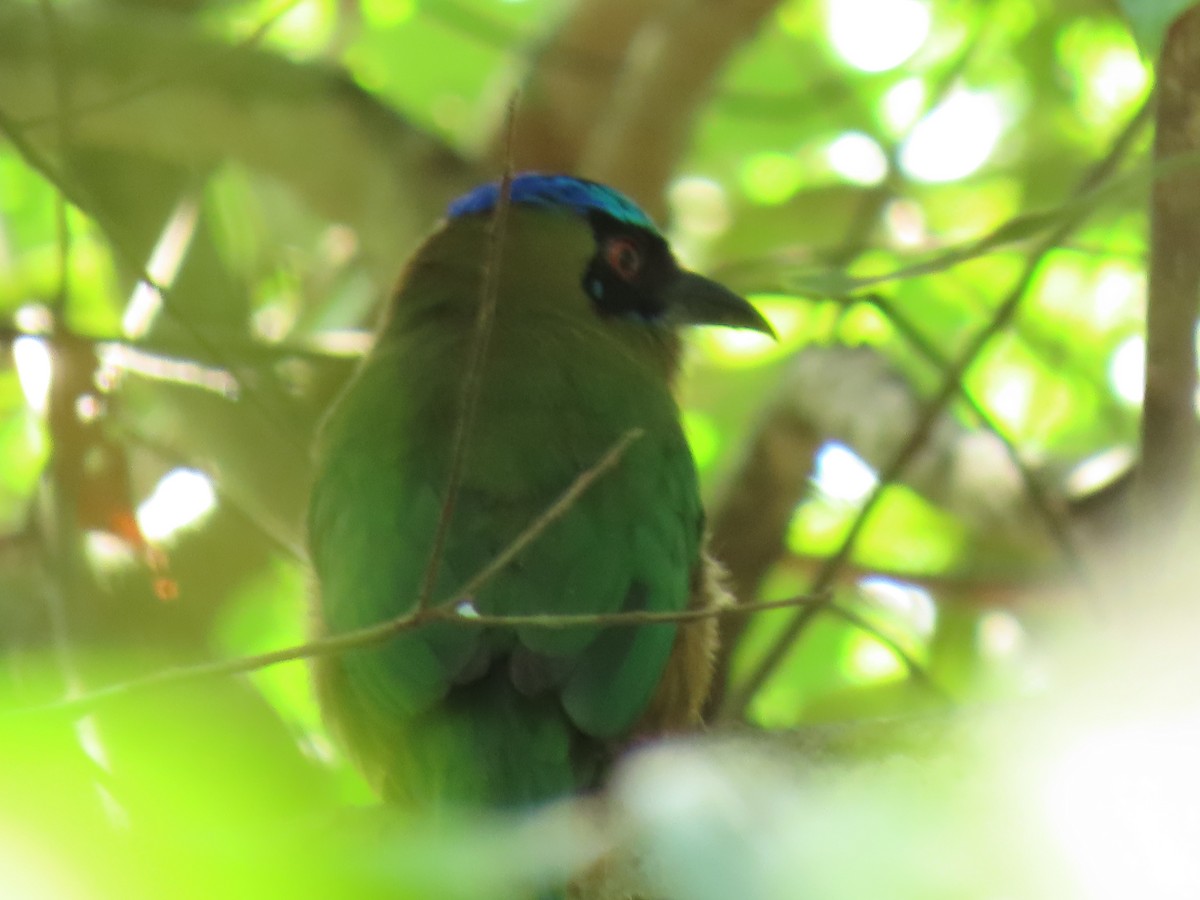 Whooping Motmot - ML304175311