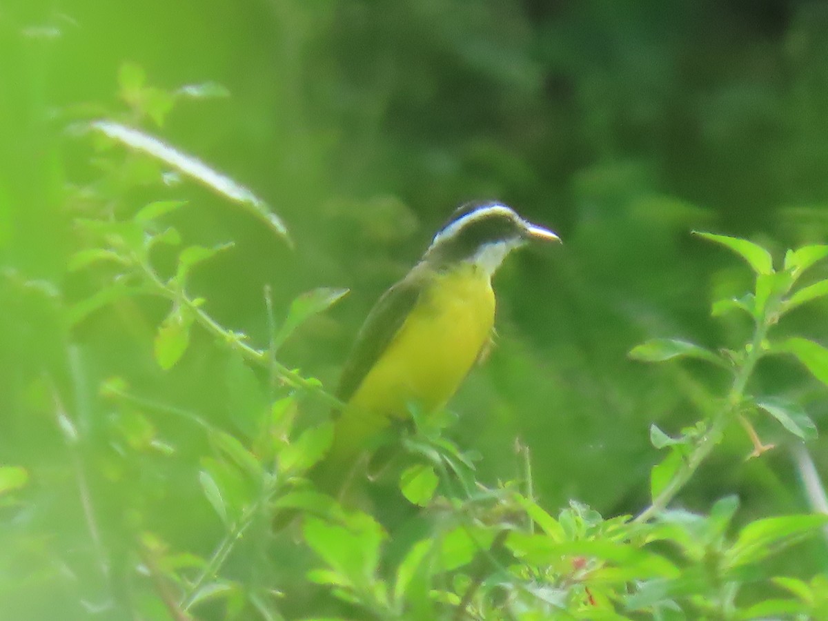 Lesser Kiskadee - ML304175451