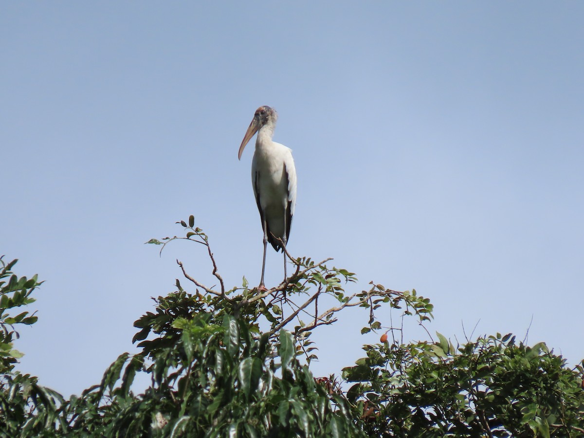 Wood Stork - Fundación Universidad  Tecnológica de Panamá