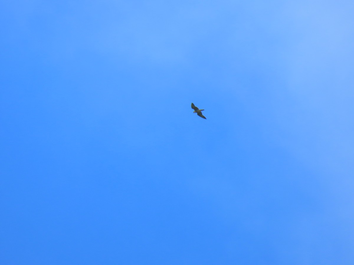 Brown Booby - ML304175801