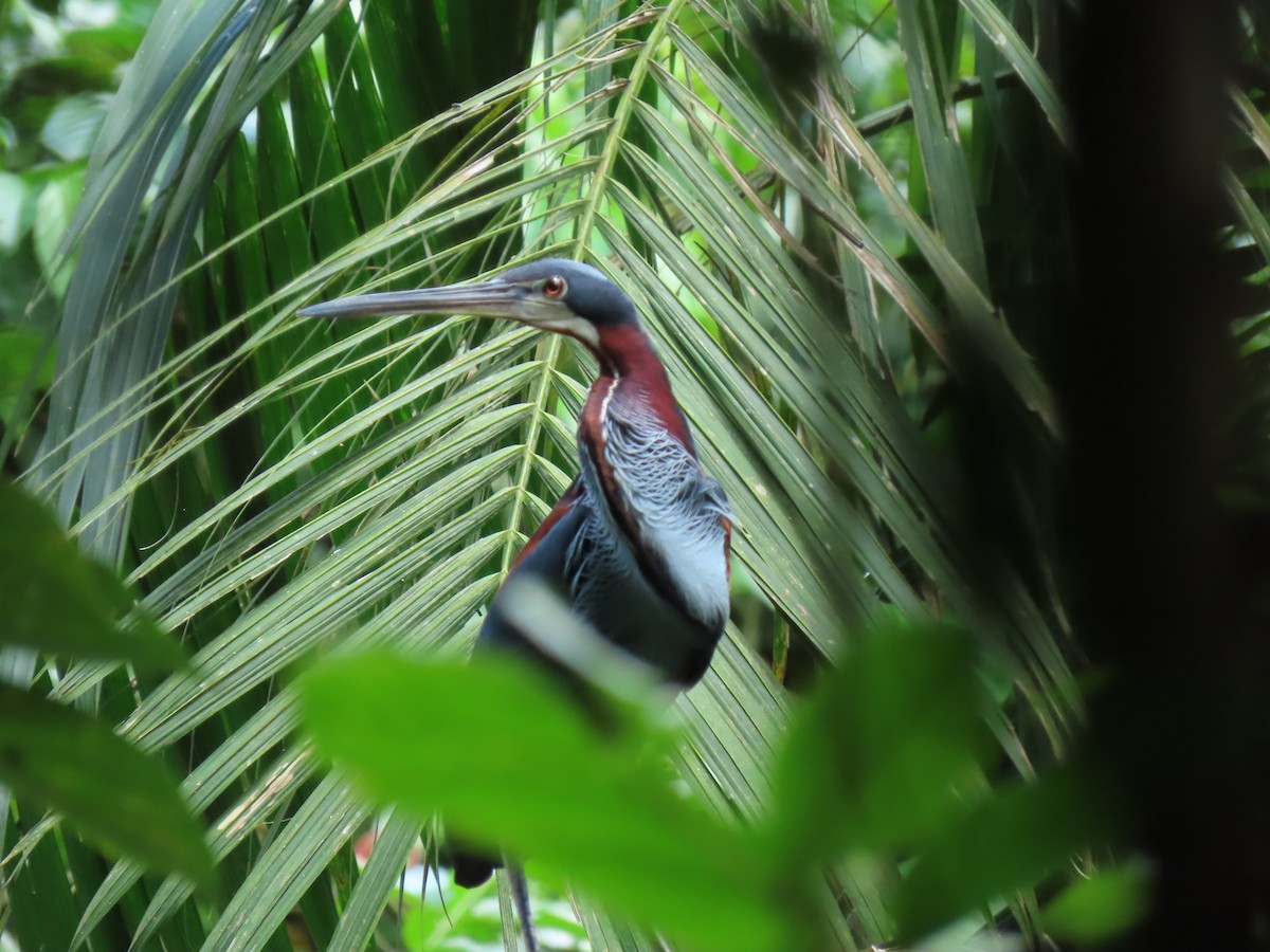 Agami Heron - Fundación Universidad  Tecnológica de Panamá