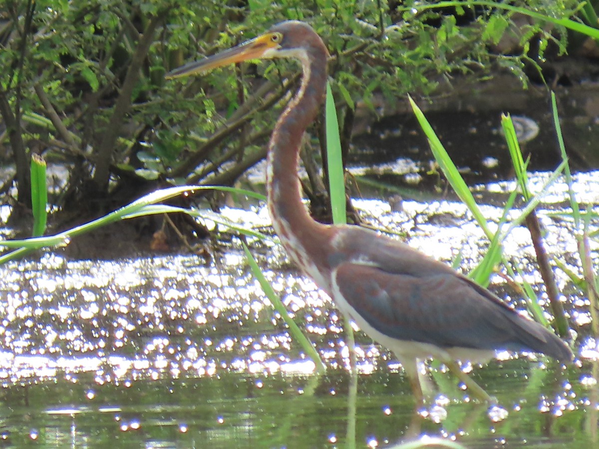 Tricolored Heron - ML304176181