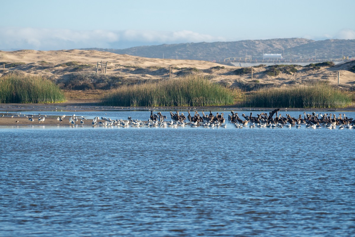 Brown Pelican - ML304176241