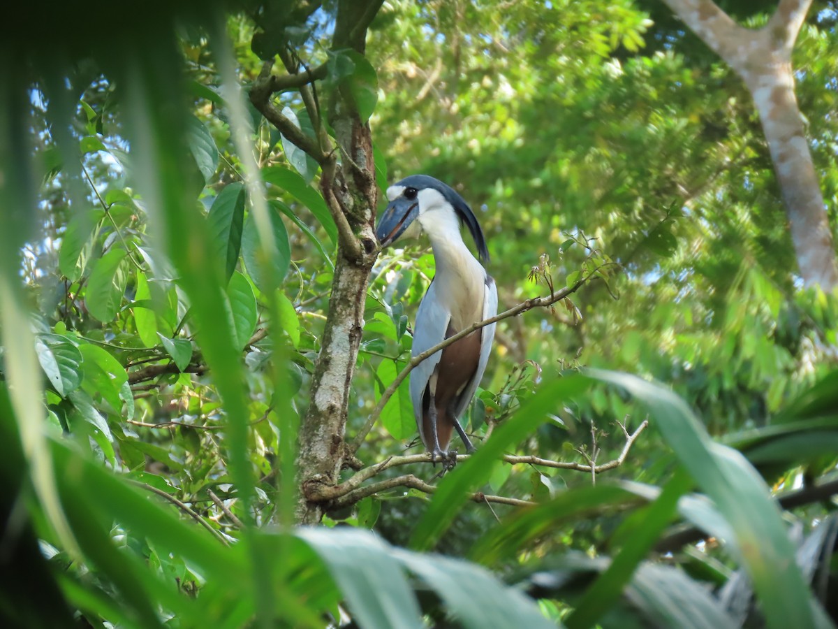 Boat-billed Heron - ML304176251