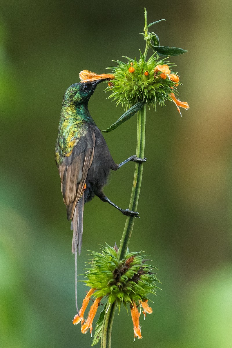 Bronze Sunbird - Francesco Veronesi