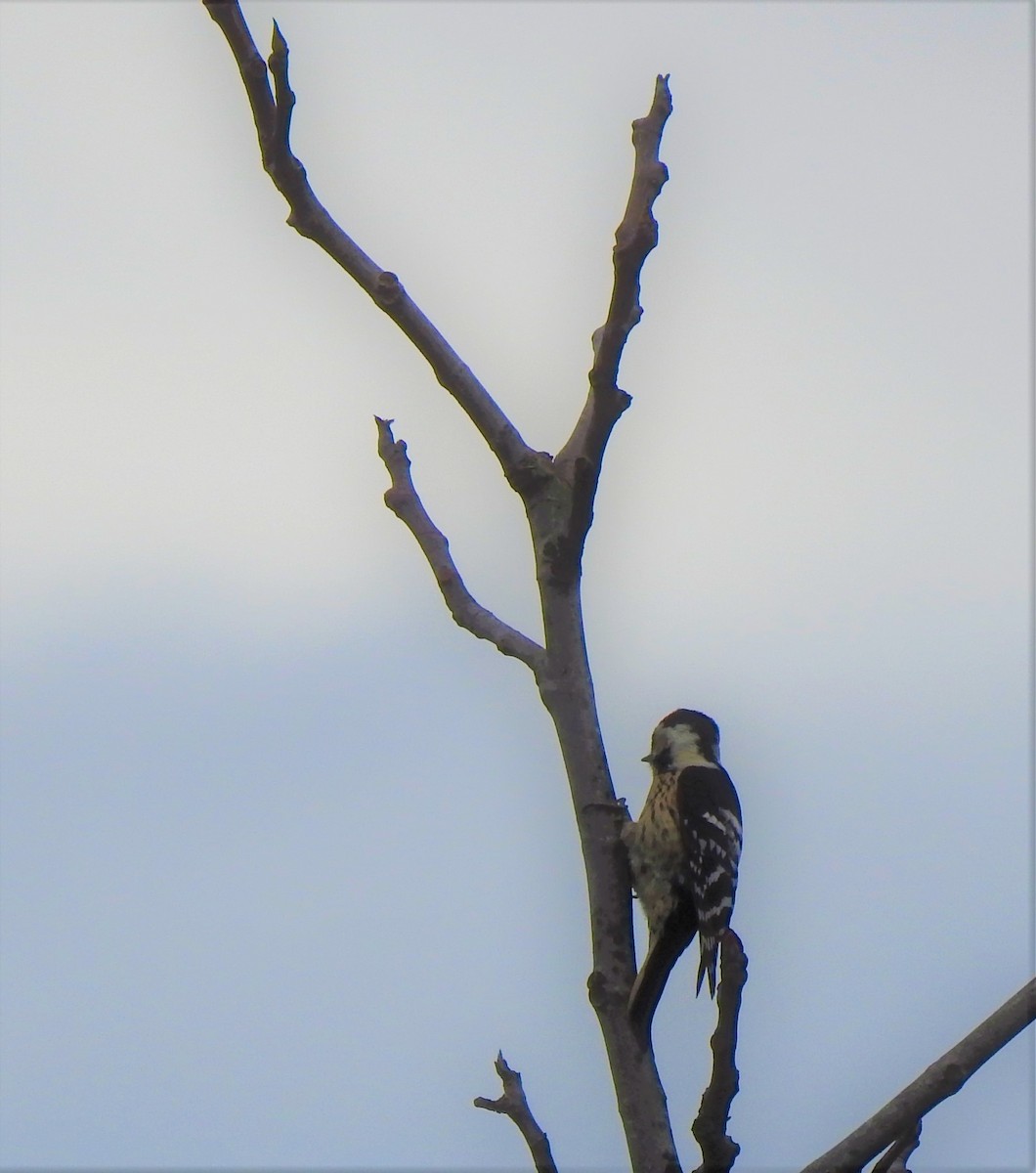 Lesser Spotted Woodpecker - kirsten olsen