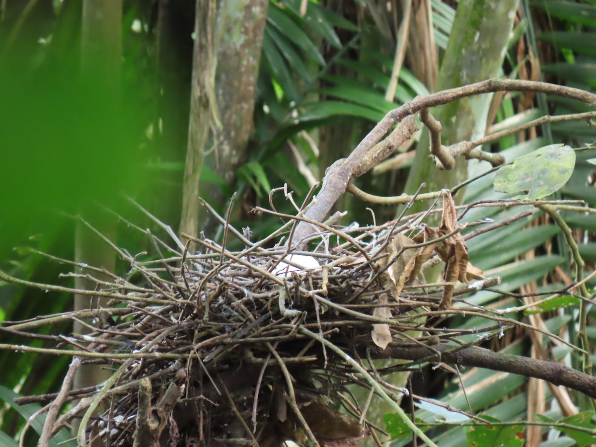 Boat-billed Heron - ML304176441