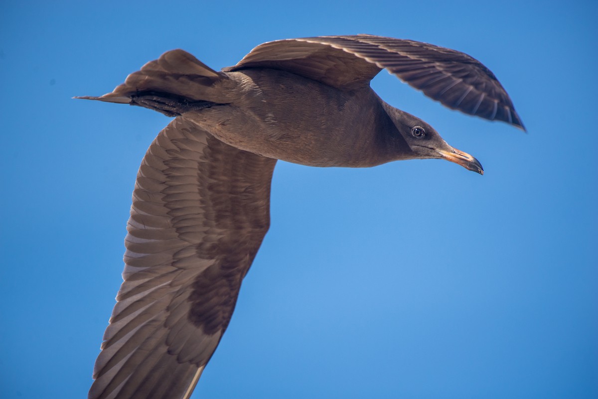 Heermann's Gull - ML304176761