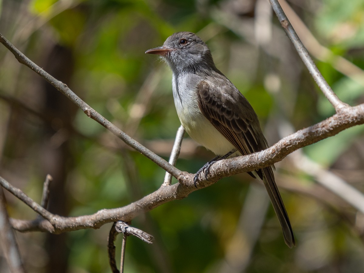 Panama Flycatcher - ML304176901