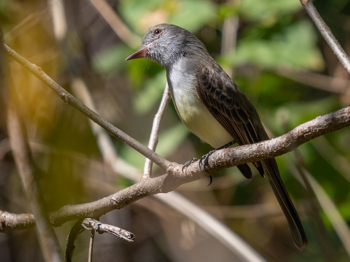 Panama Flycatcher - ML304176911