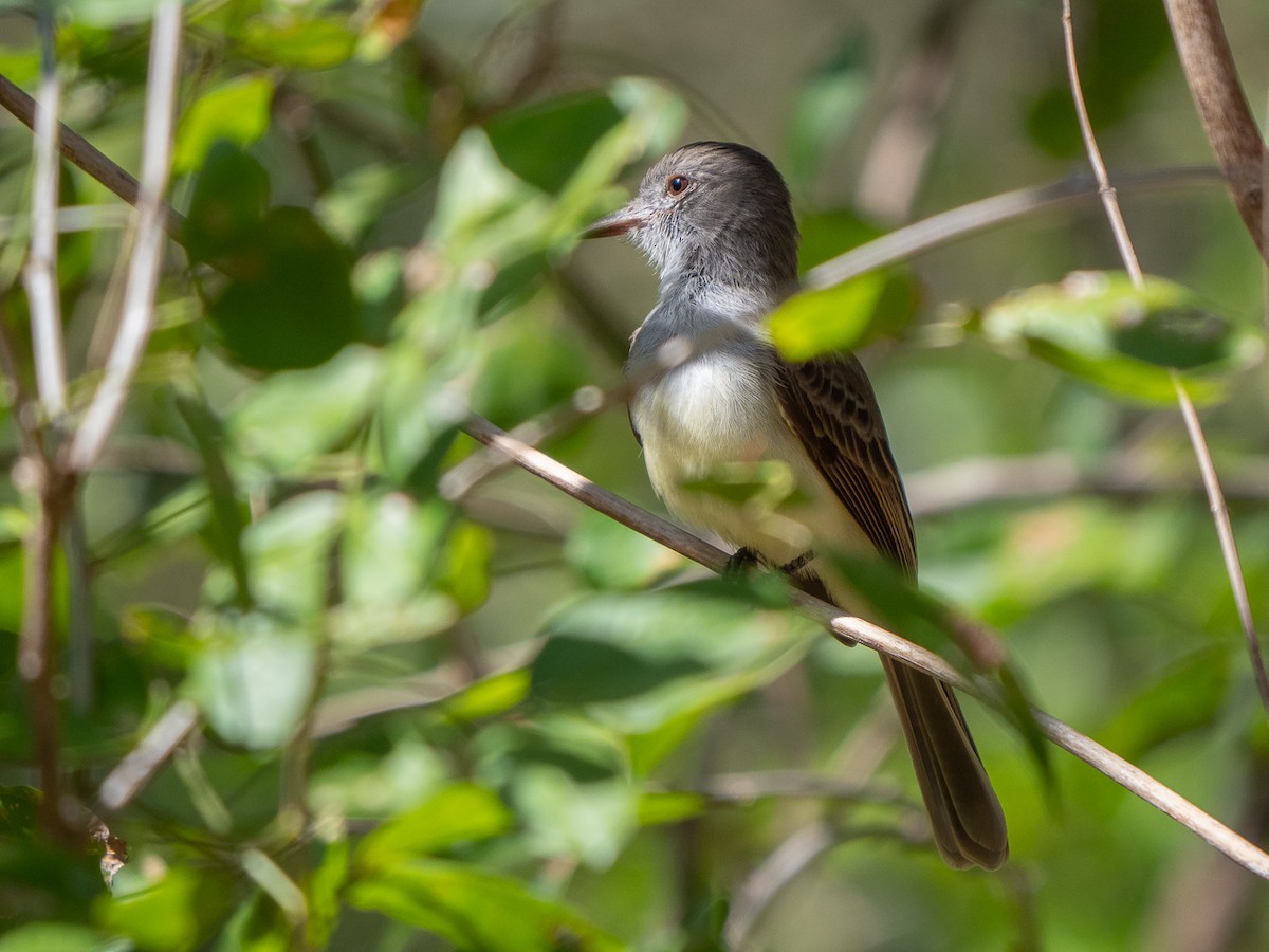 Panama Flycatcher - ML304176921