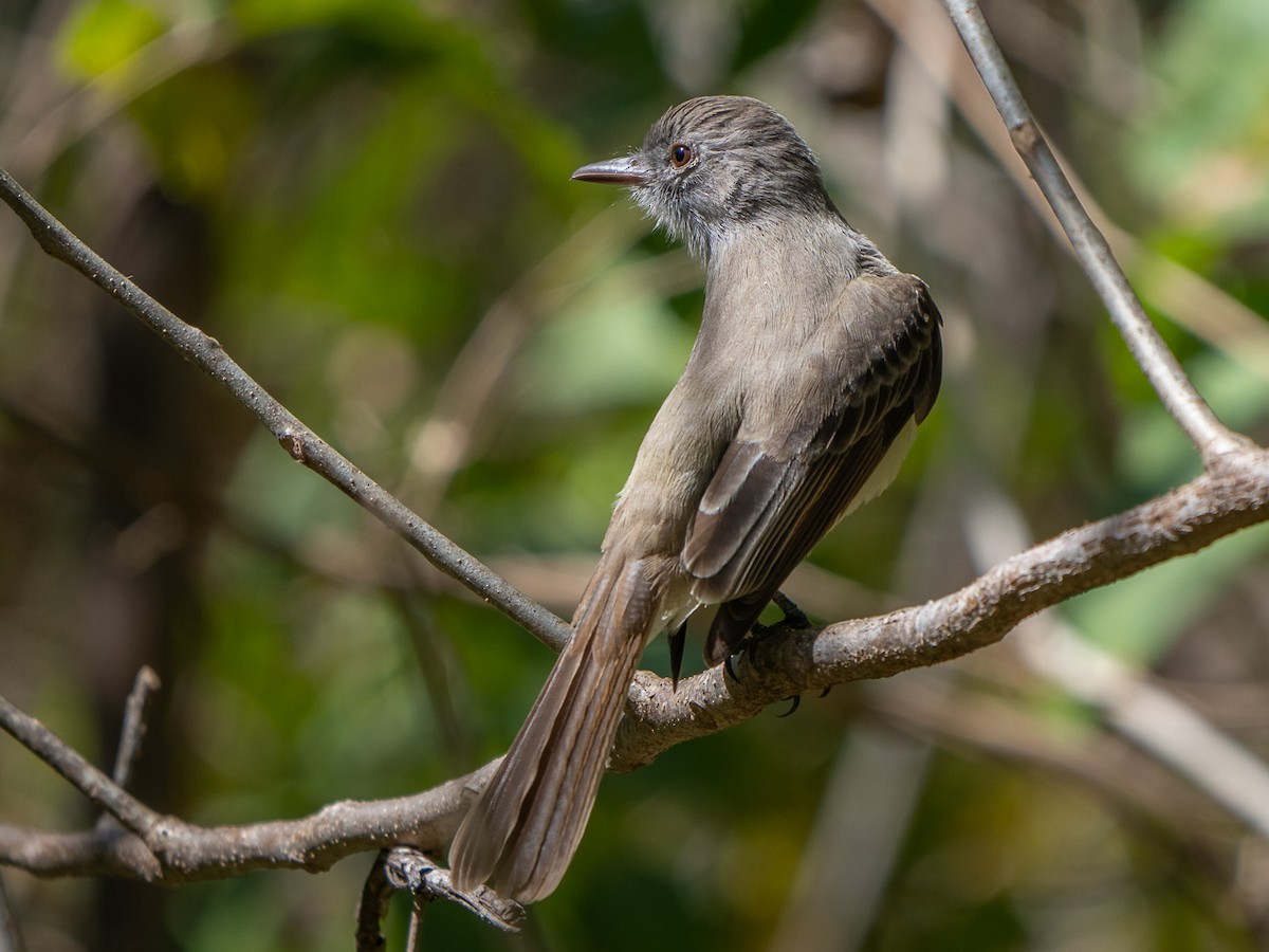 Panama Flycatcher - ML304176931
