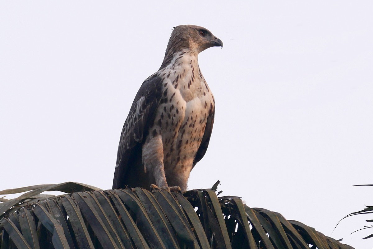 Changeable Hawk-Eagle (Changeable) - ML304177771