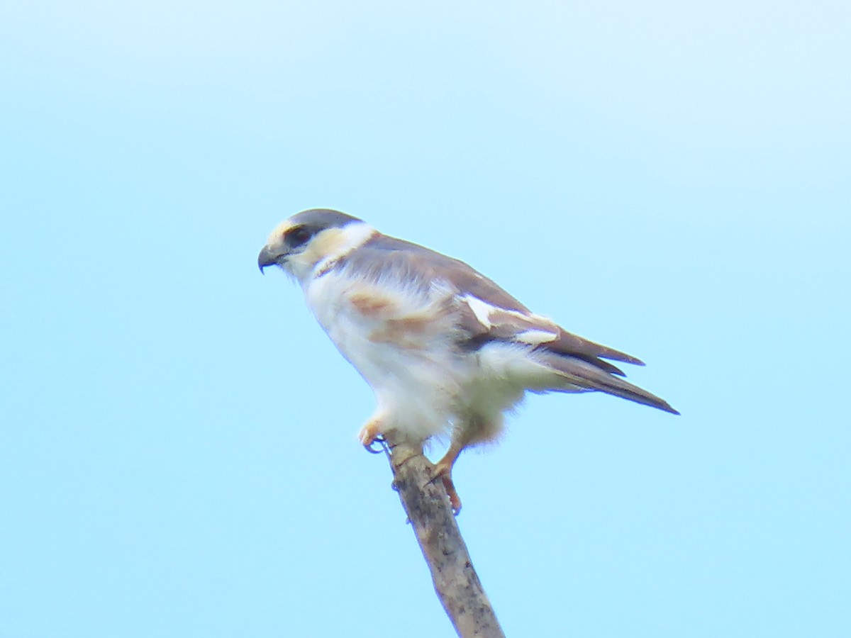 Pearl Kite - Fundación Universidad  Tecnológica de Panamá