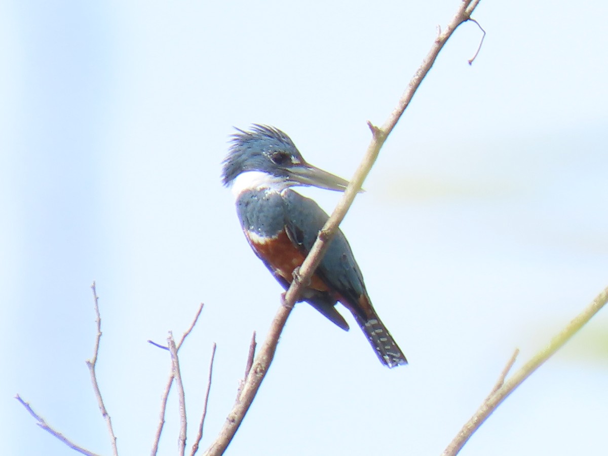 Martin-pêcheur à ventre roux - ML304178071