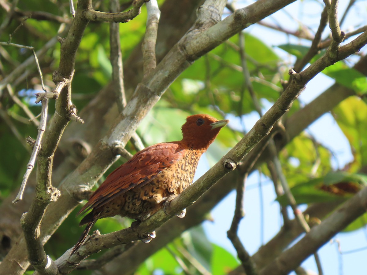 Cinnamon Woodpecker - ML304178161