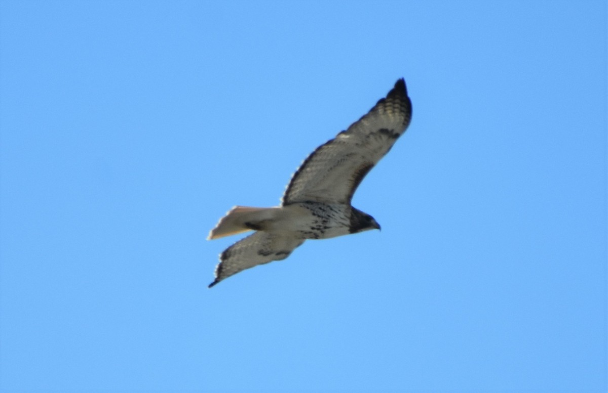 Red-tailed Hawk (Harlan's) - ML304178451