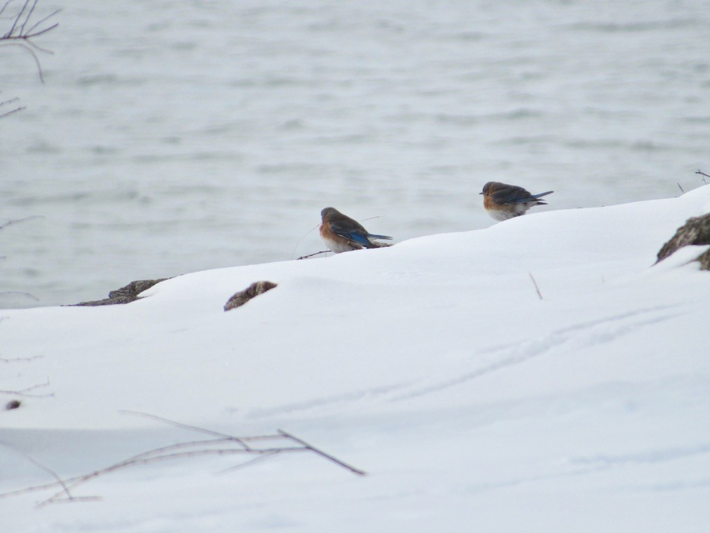 Eastern Bluebird - ML304179051