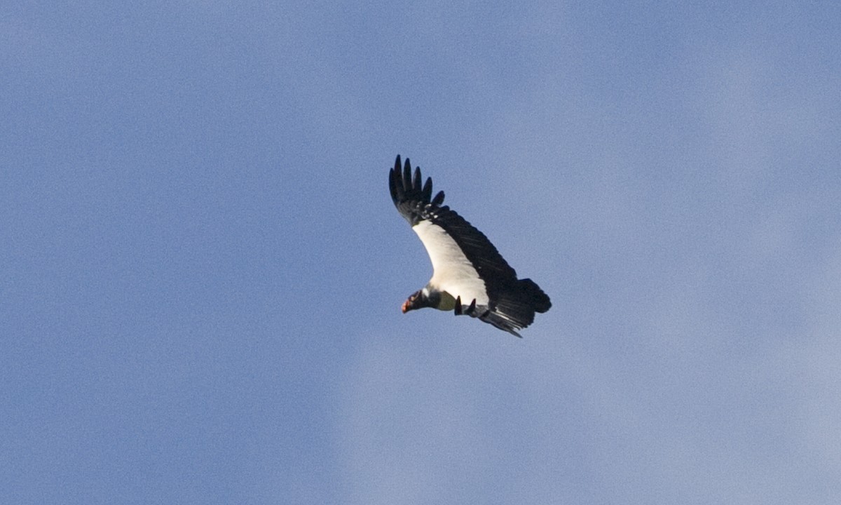 King Vulture - ML30417941